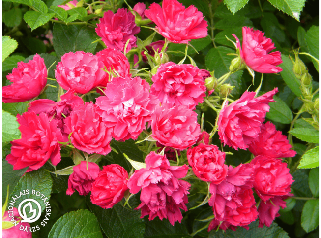 Rosa rugosa   'F.G.Grootendorst'